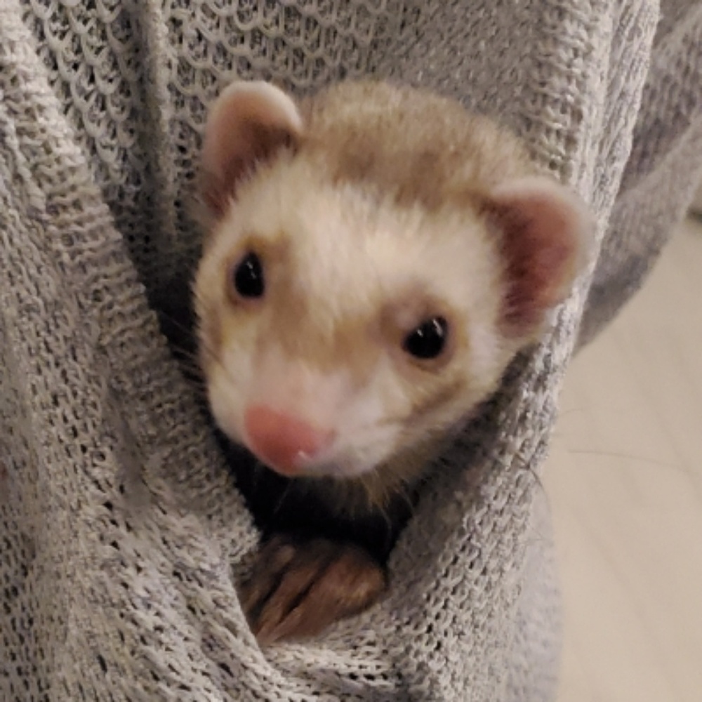 Meet your Posher, April